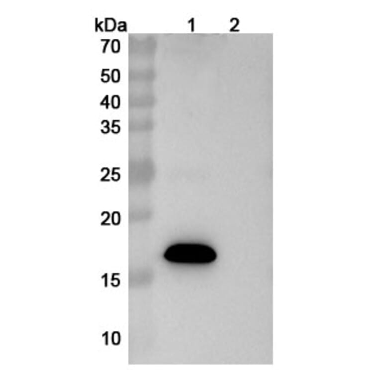SDS-PAGE - Sabirnetug Biosimilar - Anti-APP Antibody - BSA and Azide free (A340484) - Antibodies.com