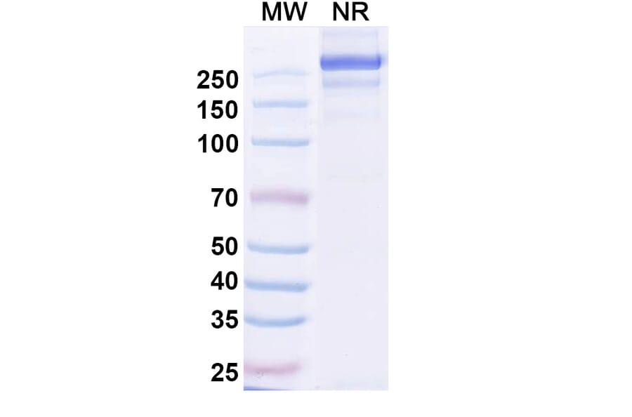 SDS-PAGE - Sabirnetug Biosimilar - Anti-APP Antibody - BSA and Azide free (A340484) - Antibodies.com