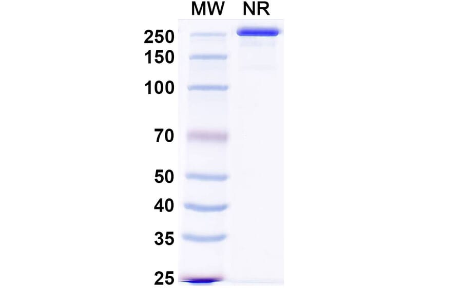 SDS-PAGE - Sabirnetug Biosimilar - Anti-APP Antibody - BSA and Azide free (A340484) - Antibodies.com