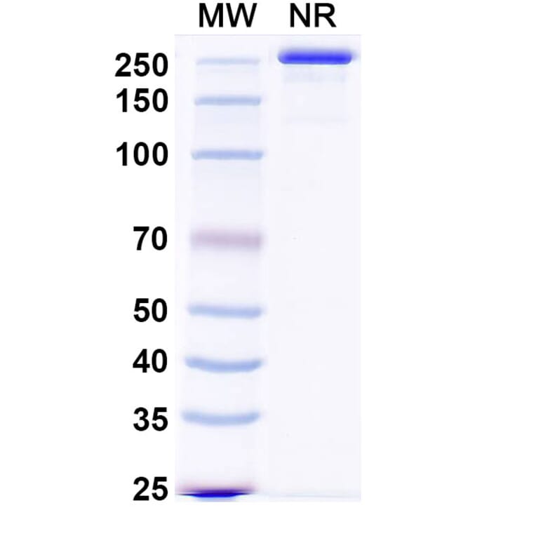 SDS-PAGE - Sabirnetug Biosimilar - Anti-APP Antibody - BSA and Azide free (A340484) - Antibodies.com