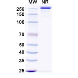 SDS-PAGE - Sabirnetug Biosimilar - Anti-APP Antibody - BSA and Azide free (A340484) - Antibodies.com