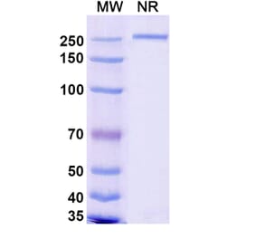 SDS-PAGE - Renvistobart Biosimilar - Anti-TIGIT Antibody - BSA and Azide free (A340485) - Antibodies.com