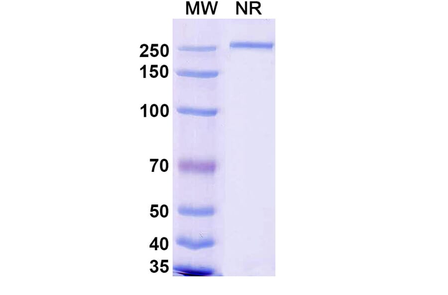 SDS-PAGE - Renvistobart Biosimilar - Anti-TIGIT Antibody - BSA and Azide free (A340485) - Antibodies.com