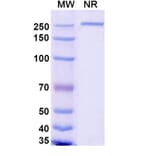 SDS-PAGE - Renvistobart Biosimilar - Anti-TIGIT Antibody - BSA and Azide free (A340485) - Antibodies.com