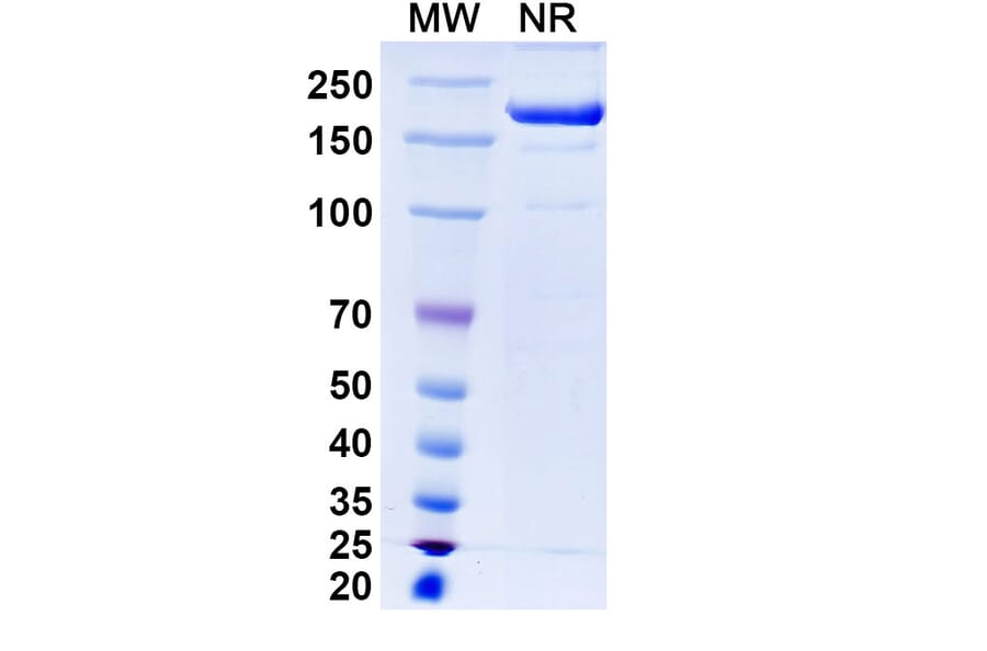 SDS-PAGE - Renvistobart Biosimilar - Anti-TIGIT Antibody - BSA and Azide free (A340485) - Antibodies.com