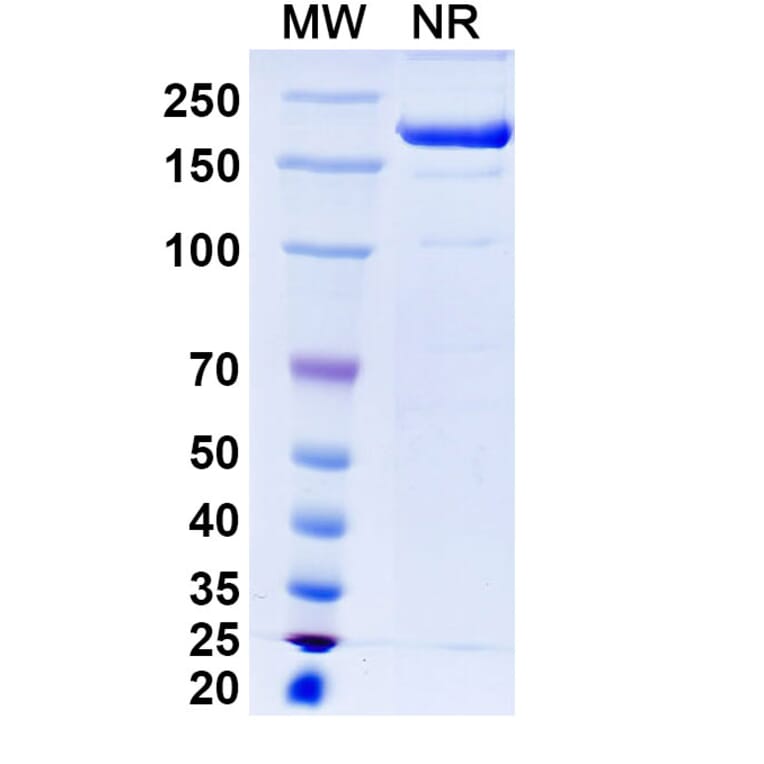 SDS-PAGE - Renvistobart Biosimilar - Anti-TIGIT Antibody - BSA and Azide free (A340485) - Antibodies.com