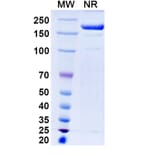 SDS-PAGE - Renvistobart Biosimilar - Anti-TIGIT Antibody - BSA and Azide free (A340485) - Antibodies.com