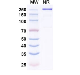 SDS-PAGE - Riliprubart Biosimilar - Anti-C1s Antibody - BSA and Azide free (A340486) - Antibodies.com