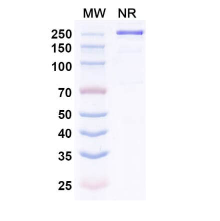 SDS-PAGE - Riliprubart Biosimilar - Anti-C1s Antibody - BSA and Azide free (A340486) - Antibodies.com