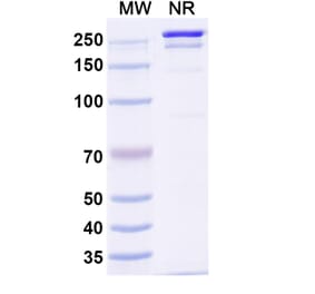 SDS-PAGE - Rolistobart Biosimilar - Anti-LILRB4 Antibody - BSA and Azide free (A340487) - Antibodies.com