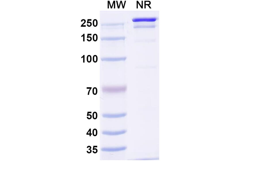 SDS-PAGE - Rolistobart Biosimilar - Anti-LILRB4 Antibody - BSA and Azide free (A340487) - Antibodies.com