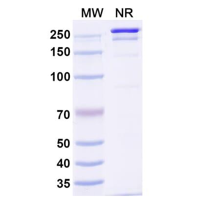 SDS-PAGE - Rolistobart Biosimilar - Anti-LILRB4 Antibody - BSA and Azide free (A340487) - Antibodies.com