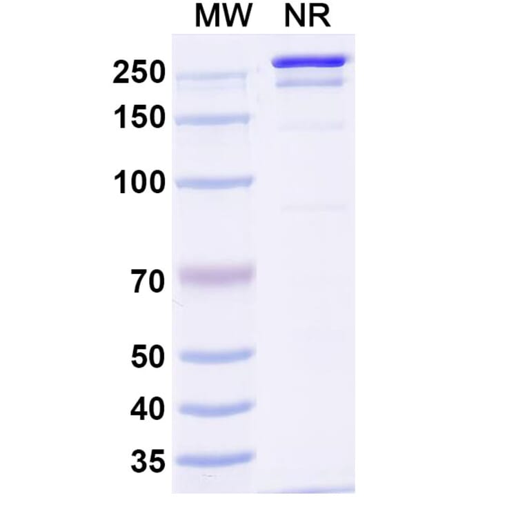 SDS-PAGE - Rolistobart Biosimilar - Anti-LILRB4 Antibody - BSA and Azide free (A340487) - Antibodies.com