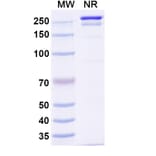 SDS-PAGE - Rolistobart Biosimilar - Anti-LILRB4 Antibody - BSA and Azide free (A340487) - Antibodies.com