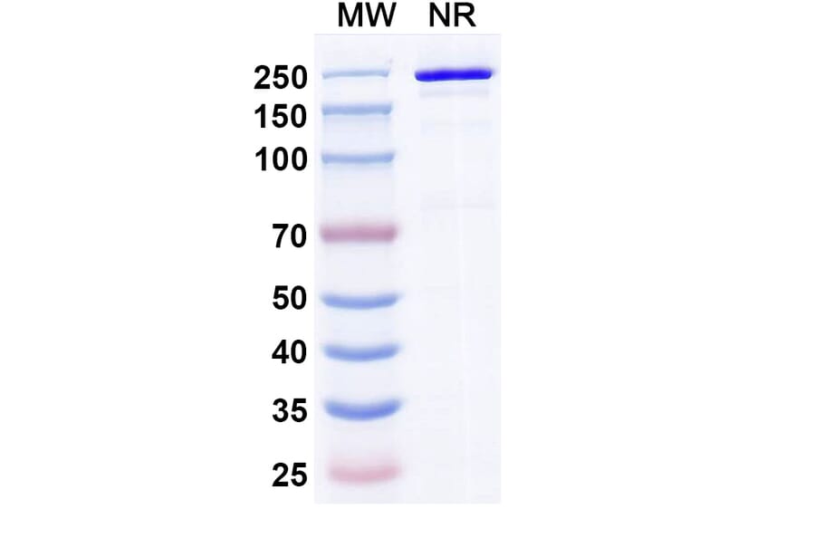 SDS-PAGE - Rolistobart Biosimilar - Anti-LILRB4 Antibody - BSA and Azide free (A340487) - Antibodies.com