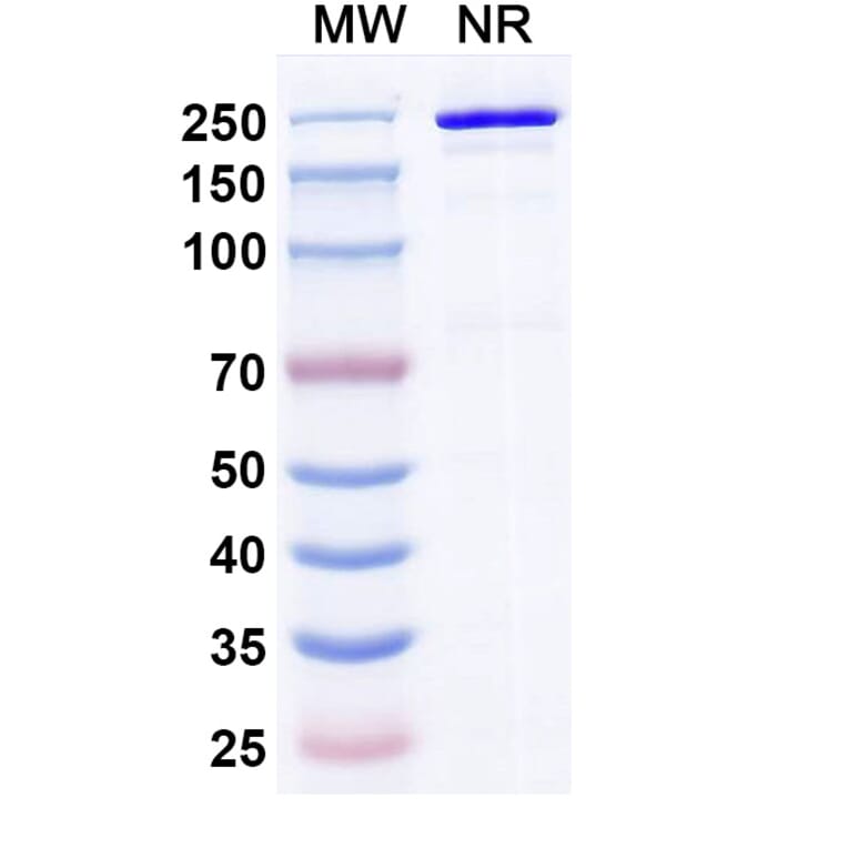 SDS-PAGE - Rolistobart Biosimilar - Anti-LILRB4 Antibody - BSA and Azide free (A340487) - Antibodies.com