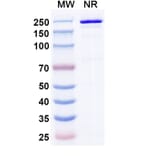 SDS-PAGE - Rolistobart Biosimilar - Anti-LILRB4 Antibody - BSA and Azide free (A340487) - Antibodies.com