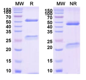 SDS-PAGE - Tegoprubart Biosimilar - Anti-TNFSF5 Antibody - BSA and Azide free (A340488) - Antibodies.com