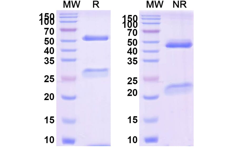 SDS-PAGE - Tegoprubart Biosimilar - Anti-TNFSF5 Antibody - BSA and Azide free (A340488) - Antibodies.com