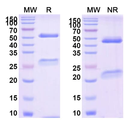 SDS-PAGE - Tegoprubart Biosimilar - Anti-TNFSF5 Antibody - BSA and Azide free (A340488) - Antibodies.com