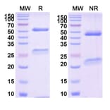 SDS-PAGE - Tegoprubart Biosimilar - Anti-TNFSF5 Antibody - BSA and Azide free (A340488) - Antibodies.com