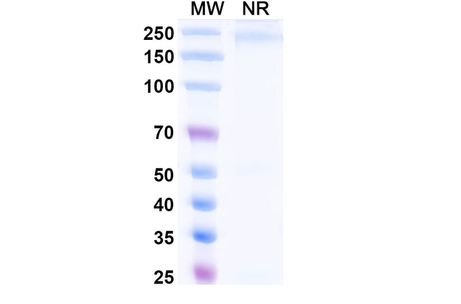 SDS-PAGE - Tegoprubart Biosimilar - Anti-TNFSF5 Antibody - BSA and Azide free (A340488) - Antibodies.com
