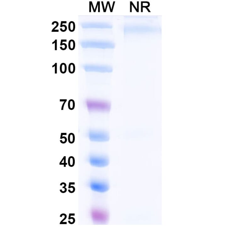 SDS-PAGE - Tegoprubart Biosimilar - Anti-TNFSF5 Antibody - BSA and Azide free (A340488) - Antibodies.com
