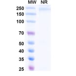 SDS-PAGE - Tegoprubart Biosimilar - Anti-TNFSF5 Antibody - BSA and Azide free (A340488) - Antibodies.com