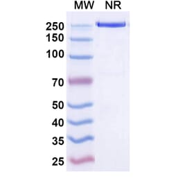 SDS-PAGE - Temtokibart Biosimilar - Anti-IL-22RA1 Antibody - BSA and Azide free (A340489) - Antibodies.com