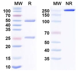 SDS-PAGE - Trabikibart Biosimilar - Anti-IL3RB Antibody - BSA and Azide free (A340490) - Antibodies.com