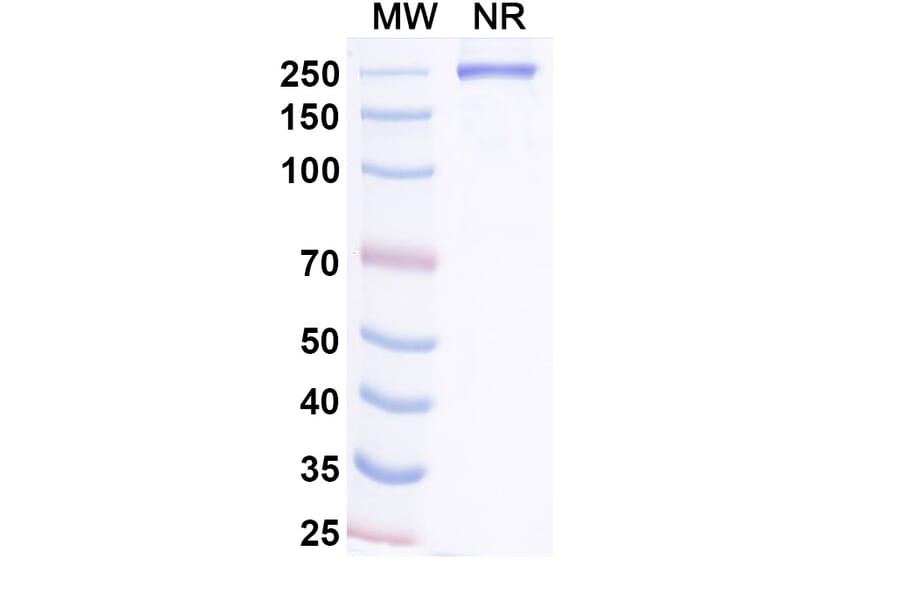 SDS-PAGE - Vamikibart Biosimilar - Anti-IL-6 Antibody - BSA and Azide free (A340491) - Antibodies.com