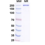 SDS-PAGE - Vamikibart Biosimilar - Anti-IL-6 Antibody - BSA and Azide free (A340491) - Antibodies.com