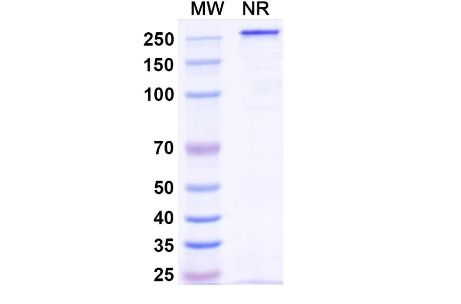 SDS-PAGE - Veligrotug Biosimilar - Anti-IGF1R Antibody - BSA and Azide free (A340492) - Antibodies.com