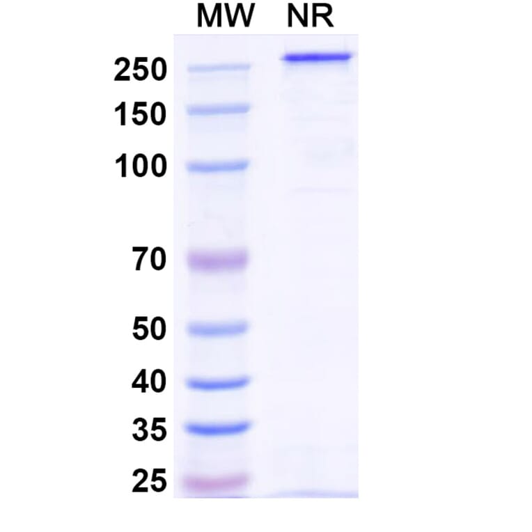 SDS-PAGE - Veligrotug Biosimilar - Anti-IGF1R Antibody - BSA and Azide free (A340492) - Antibodies.com