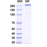 SDS-PAGE - Veligrotug Biosimilar - Anti-IGF1R Antibody - BSA and Azide free (A340492) - Antibodies.com