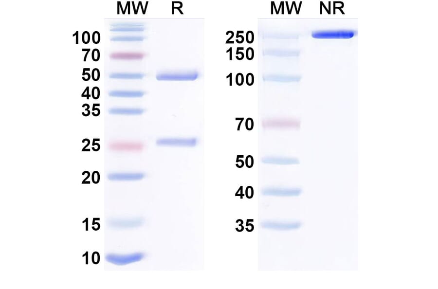 SDS-PAGE - Verzistobart Biosimilar - Anti-TIM 3 Antibody - BSA and Azide free (A340493) - Antibodies.com