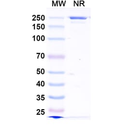 SDS-PAGE - Zovostotug Biosimilar - Anti-CD163 Antibody - BSA and Azide free (A340495) - Antibodies.com