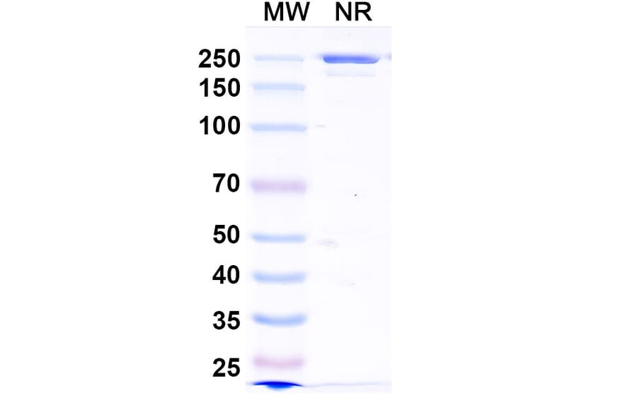 SDS-PAGE - Zovostotug Biosimilar - Anti-CD163 Antibody - BSA and Azide free (A340495) - Antibodies.com