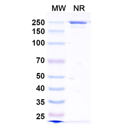 SDS-PAGE - Zovostotug Biosimilar - Anti-CD163 Antibody - BSA and Azide free (A340495) - Antibodies.com