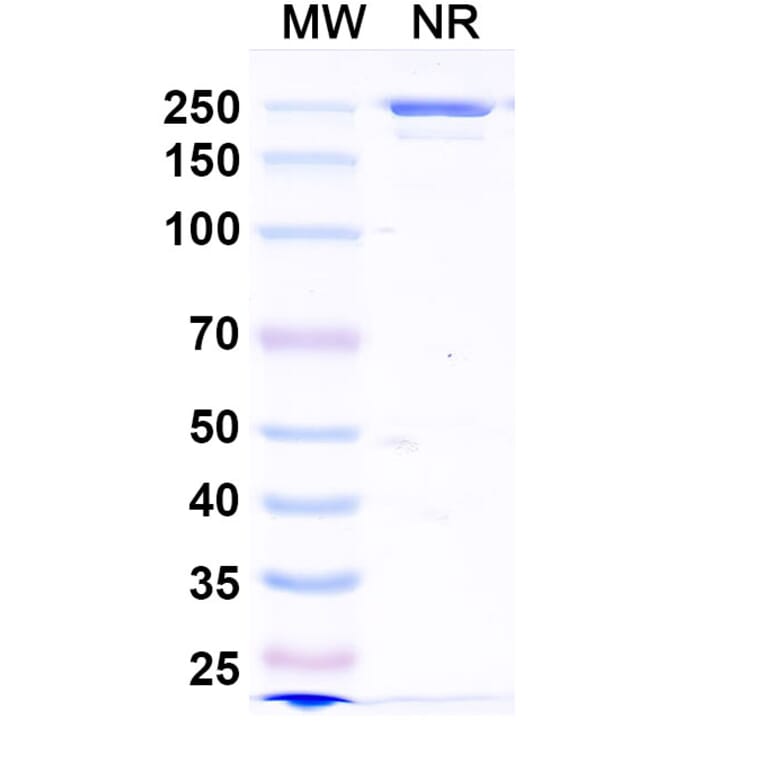 SDS-PAGE - Zovostotug Biosimilar - Anti-CD163 Antibody - BSA and Azide free (A340495) - Antibodies.com
