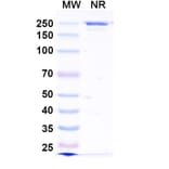 SDS-PAGE - Zovostotug Biosimilar - Anti-CD163 Antibody - BSA and Azide free (A340495) - Antibodies.com