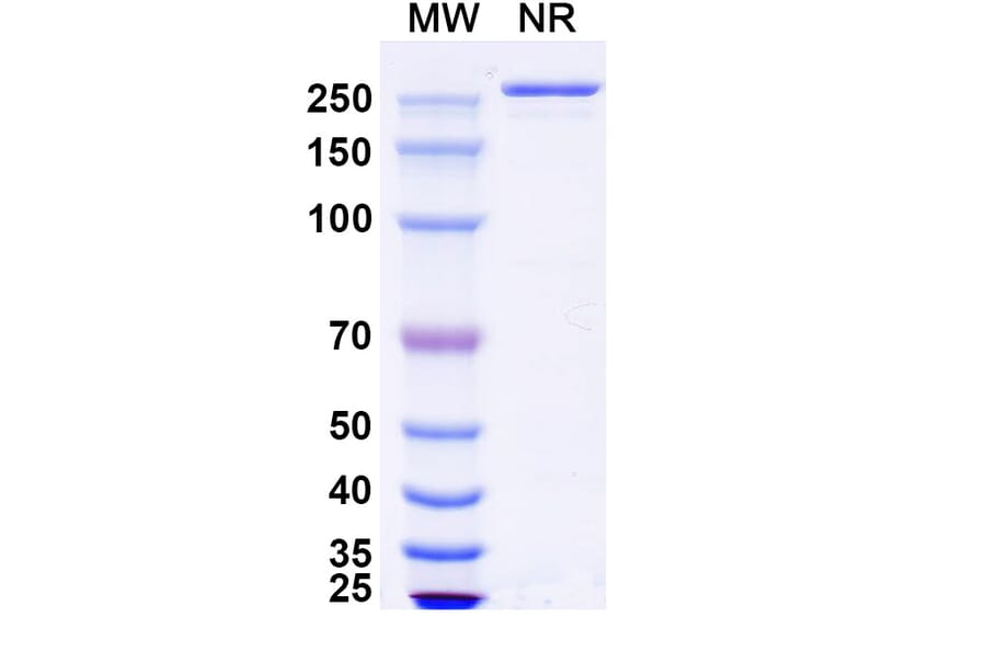 SDS-PAGE - Zovostotug Biosimilar - Anti-CD163 Antibody - BSA and Azide free (A340495) - Antibodies.com