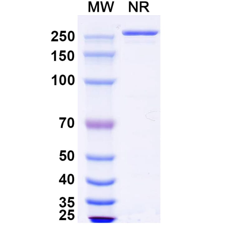 SDS-PAGE - Zovostotug Biosimilar - Anti-CD163 Antibody - BSA and Azide free (A340495) - Antibodies.com