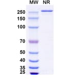 SDS-PAGE - Zovostotug Biosimilar - Anti-CD163 Antibody - BSA and Azide free (A340495) - Antibodies.com
