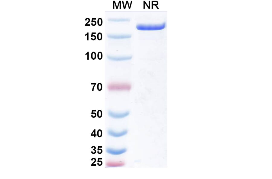 SDS-PAGE - Obertamig Biosimilar - Anti-HLA-G + CD3 epsilon Antibody - BSA and Azide free (A340496) - Antibodies.com