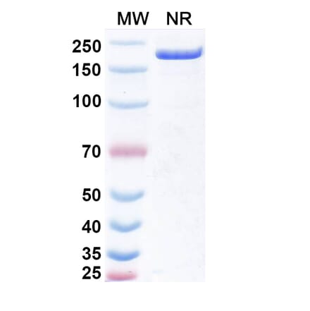 SDS-PAGE - Obertamig Biosimilar - Anti-HLA-G + CD3 epsilon Antibody - BSA and Azide free (A340496) - Antibodies.com