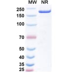 SDS-PAGE - Obertamig Biosimilar - Anti-HLA-G + CD3 epsilon Antibody - BSA and Azide free (A340496) - Antibodies.com