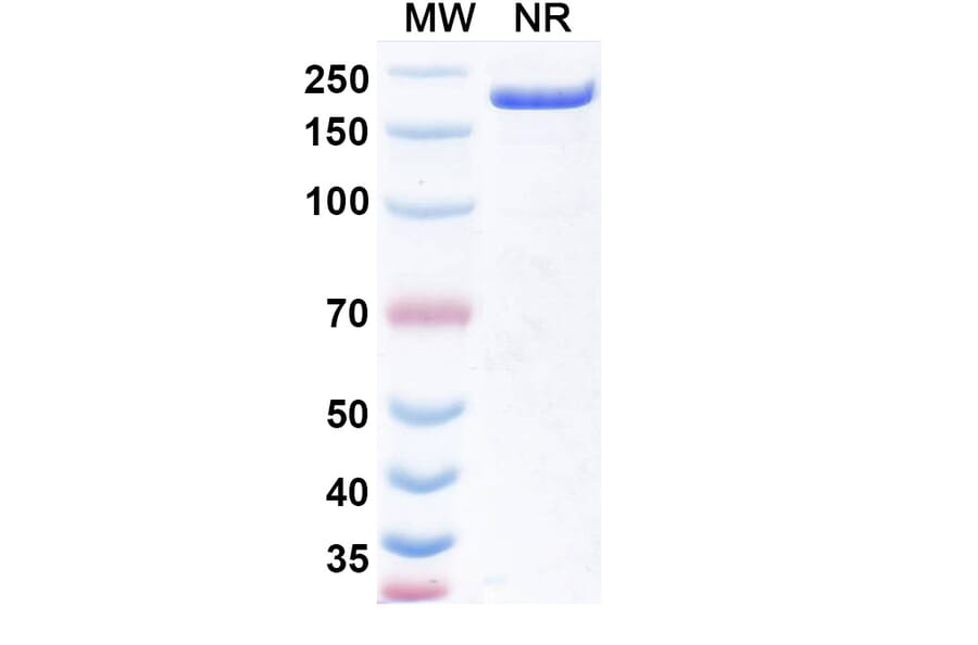 SDS-PAGE - Obertamig Biosimilar - Anti-HLA-G + CD3 epsilon Antibody - BSA and Azide free (A340496) - Antibodies.com