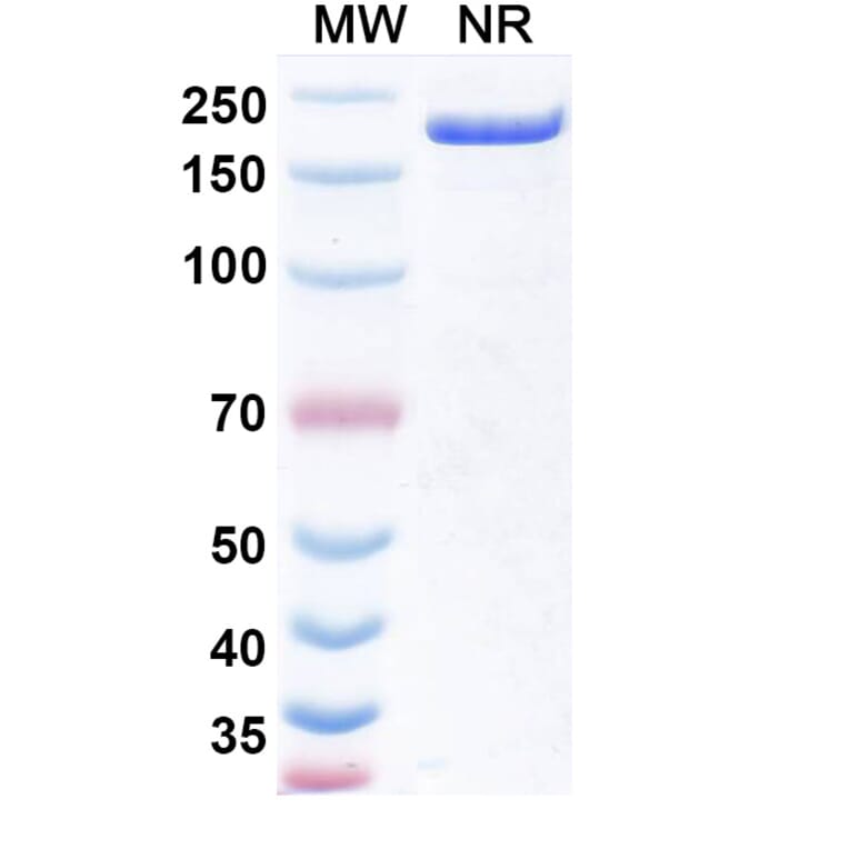 SDS-PAGE - Obertamig Biosimilar - Anti-HLA-G + CD3 epsilon Antibody - BSA and Azide free (A340496) - Antibodies.com