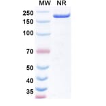 SDS-PAGE - Obertamig Biosimilar - Anti-HLA-G + CD3 epsilon Antibody - BSA and Azide free (A340496) - Antibodies.com